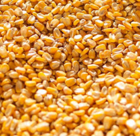 Yellow Maize
